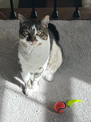 Customer photo of Speedy Tail 2.0