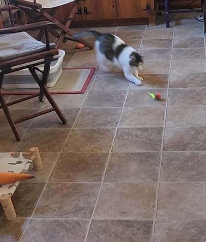 Customer photo of Speedy Tail 2.0