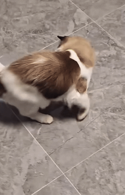 Speedy Tail 2.0™ – Smart Interactive Rolling Cat Toy