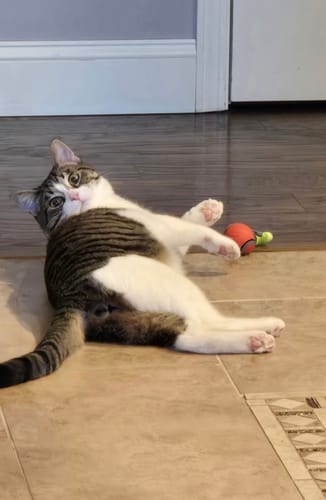 Customer photo of Speedy Tail 2.0