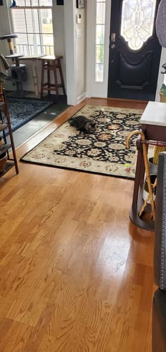 Customer photo of Speedy Tail 2.0