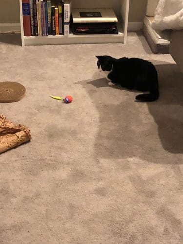 Customer photo of Speedy Tail 2.0