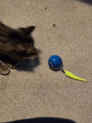 Customer photo of Speedy Tail 2.0